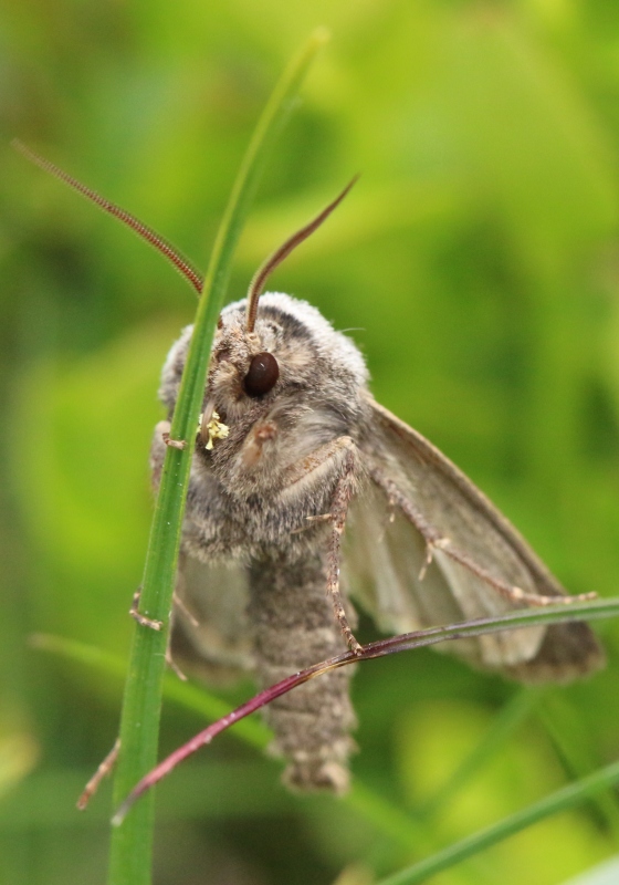 Falena del Moncenisio - Agrotis cinerea